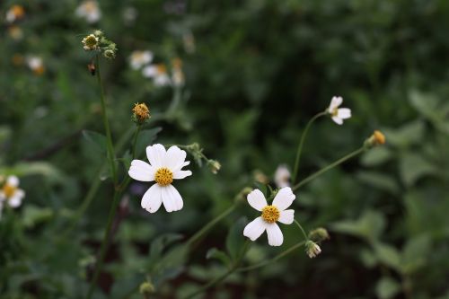 flower white macro