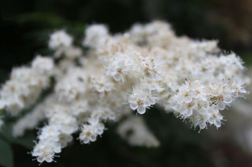 flower close-up white