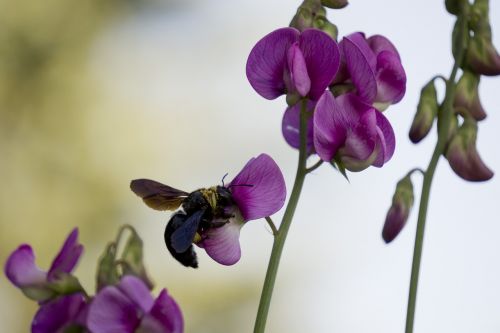 flower pink insect