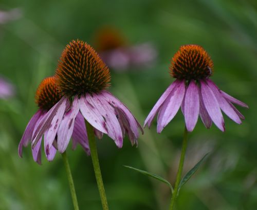 flower cone flower purple