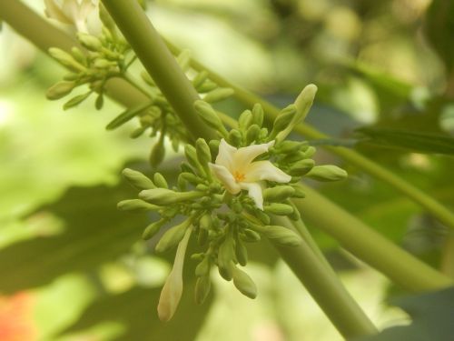 flower cream papaya