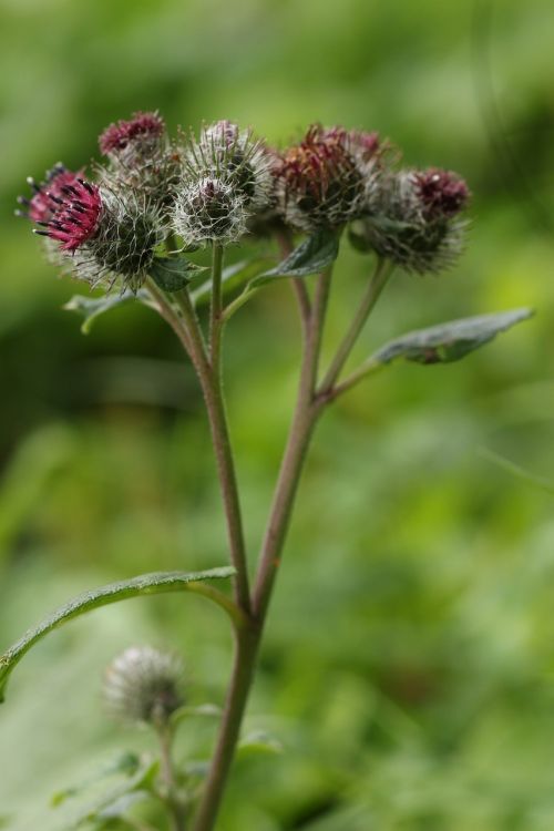 flower wildflower nature