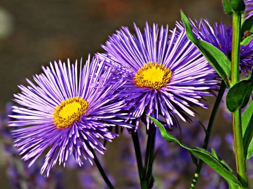 flower aster astra