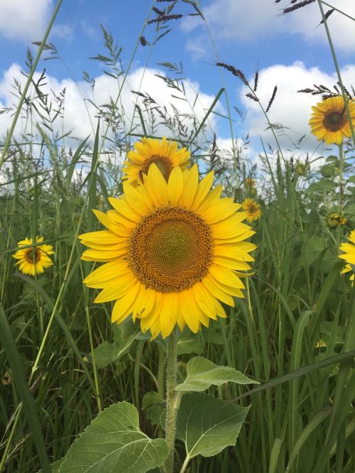 flower sun nature