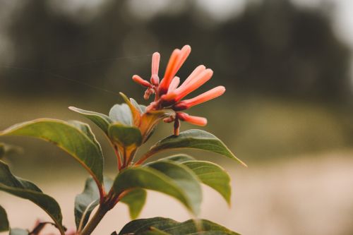 flower nature petal