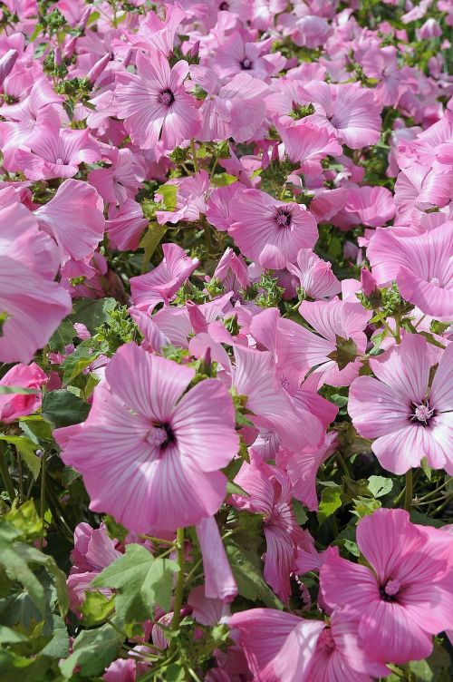 flower plant pink flower