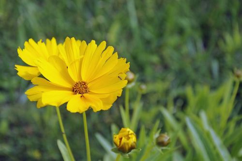 flower yellow yellow flower