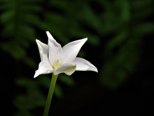 flower white wildflower