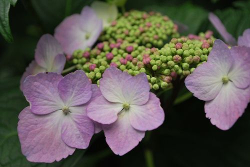 flower powder purple purple