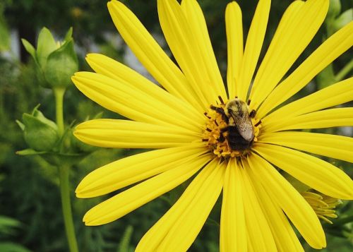 flower yellow bee