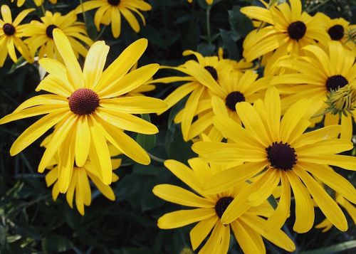 flower yellow yellow flowers