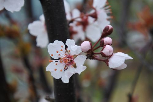 flower spring natural