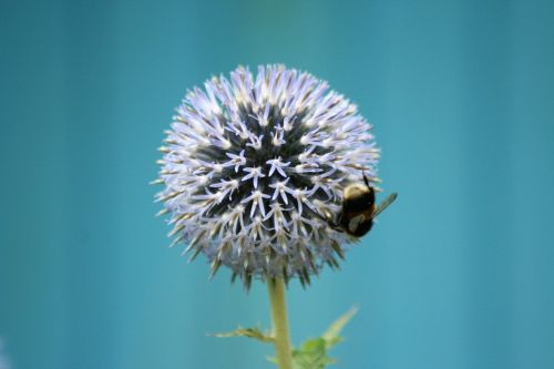 flower bee insect