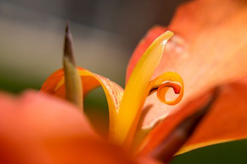 flower macro close up