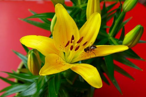 flower lily bee