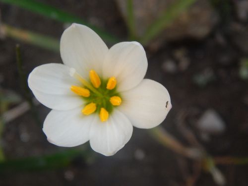 flower white pistils