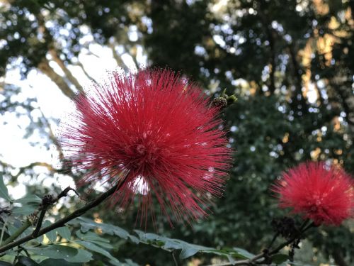 flower flowers red flower