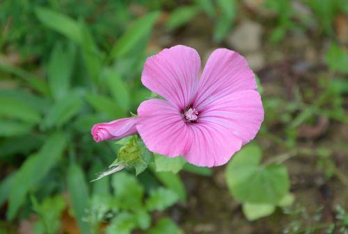 flower pink blossomed