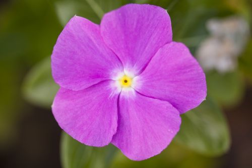 flower purple color