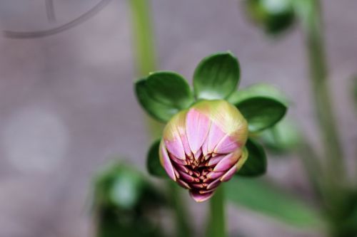 flower summer flower garden flower