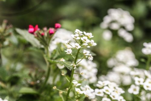 flower summer flower garden flower