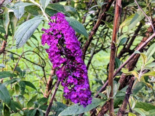 flower tree purple