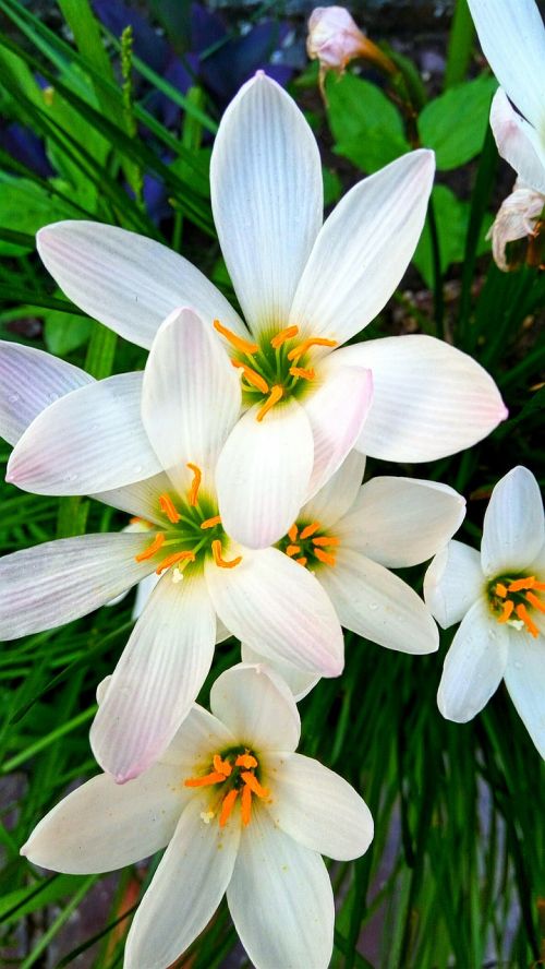 flower beautiful flower lily