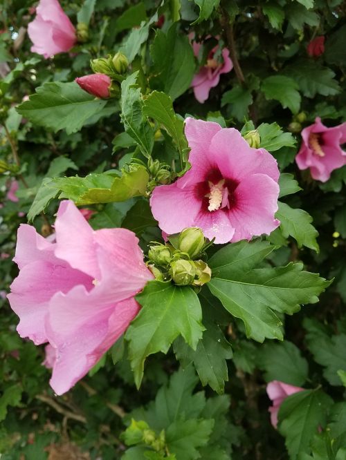 flower bush plant