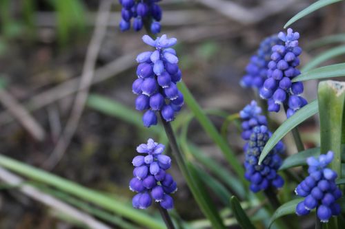 flower blue plant