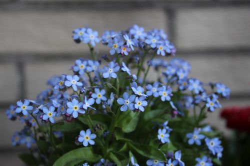 flower summer blue