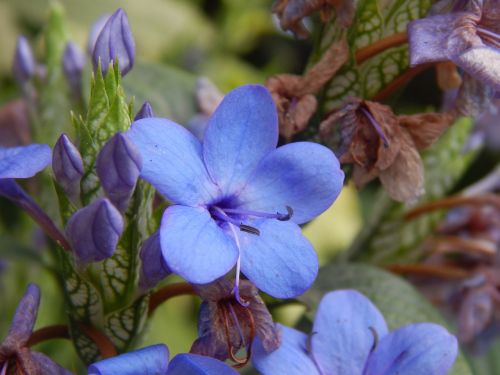 flower blue celeste