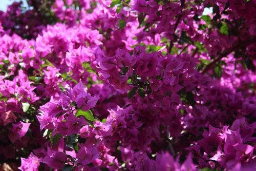 flower summer purple