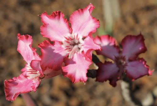 flower pink macro