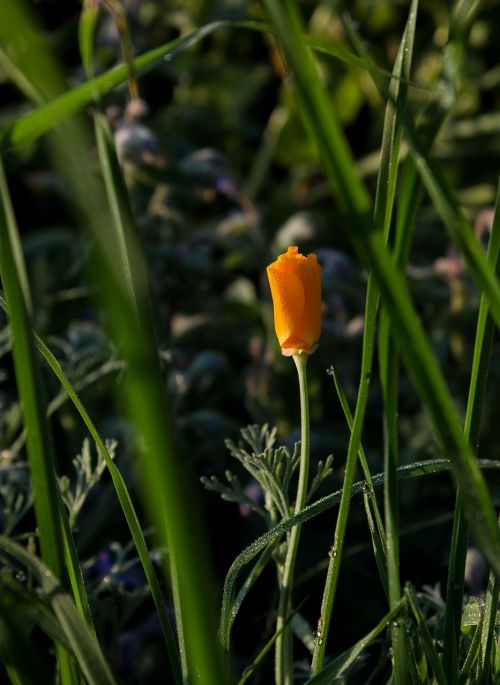 flower morgentau meadow