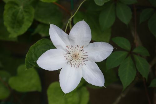 flower flowers beautiful flower