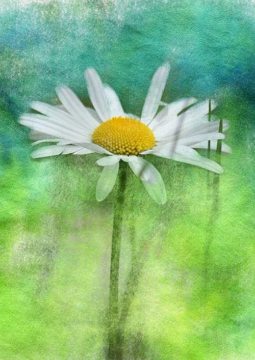 flower art background