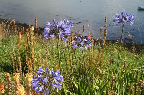 flower nature wild flowers