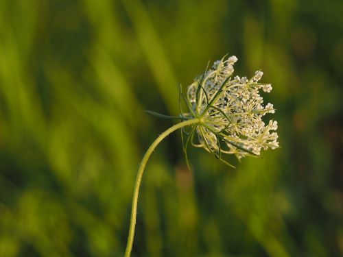 flower background abstract