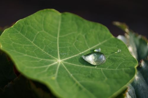 flower leaf water