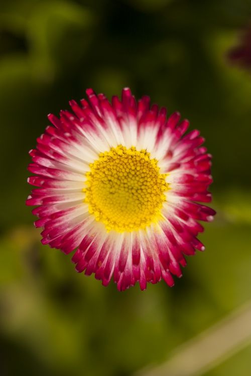 flower plant flowers