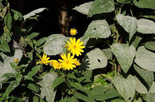 flower yellow nature