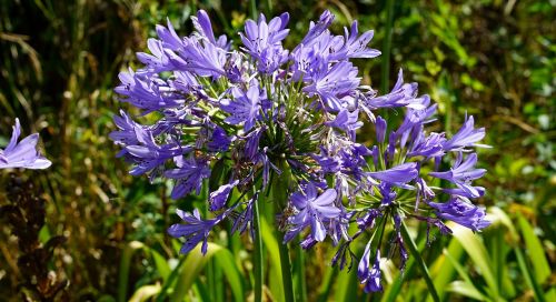 flower blue floral