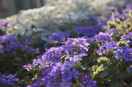 flower purple nature