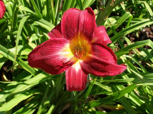 flower bloom lily