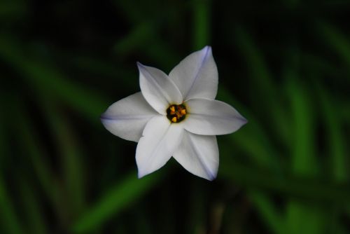 flower white white flower