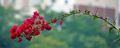 flower red blossom