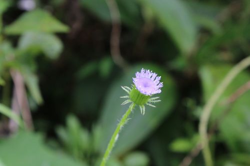 flower violet green