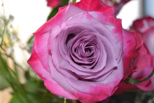 flower rose mauve