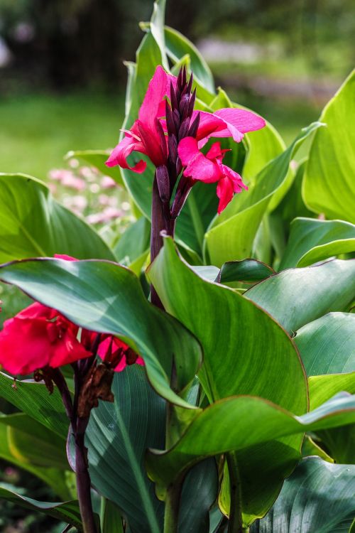 flower garden flower pink