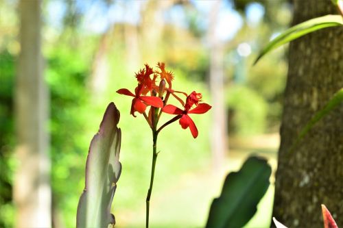 flower orchid botanist